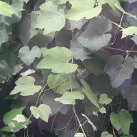 غوره محلی