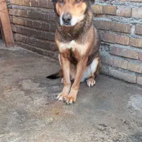 سگ نر ژرمن شیپرد|سگ|گنبد کاووس, |دیوار