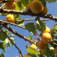 ۴۰قصب زمین ساردوئیه بادرخت ثمری