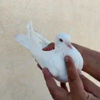 کبوتر پرشی|پرنده|سراب, |دیوار