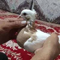 فروش کبوتر طوقی|پرنده|اسفرورین, |دیوار
