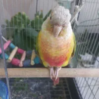 گرینچیک ماده|پرنده|کهریزک, |دیوار