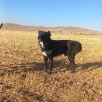 سگ گله