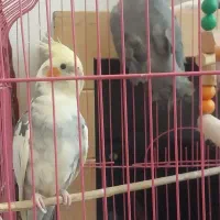 عروس هلندی نر