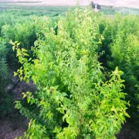 نهالستان زرنه|خدمات باغبانی و درختکاری|ایوان, |دیوار