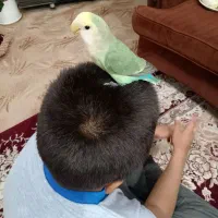 کوتوله برزیلی|پرنده|نجفآباد, سعدی|دیوار