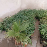 نهال اکالیپتوس(بید) چوب سفید