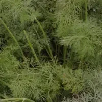 شوید رایگان صلواتی رایگان اسفناج هست|گل و گیاه طبیعی|علیآباد کتول, |دیوار