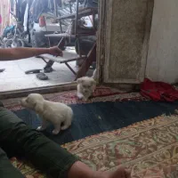 جفت جوجه سگ پامر خرسی روباهی گوش سیخ