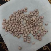 لوبیا چیتی تازه