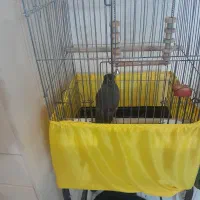 مرغ مینا سخنگو