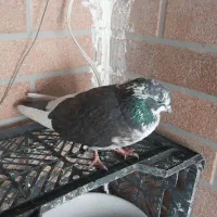 کفتر|پرنده|سیرجان, |دیوار