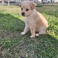 واگذاری شیتزو