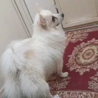 سگ نر باهوش بالغ ۱۰ ملیون