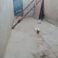 انواع خرگوش|موش و خرگوش|دزفول, |دیوار