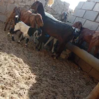 بز فروشی|حیوانات مزرعه|هیرمند, |دیوار