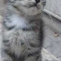 بچه گربه ماده