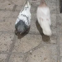 چهار عدد کبوتر خوب|پرنده|مشکین‌دشت, |دیوار