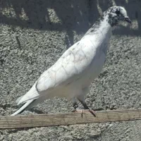 فروش کبوتر پرشی ساعت بالا