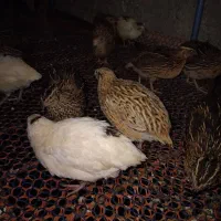 فروش بلدرچین مولد و ۳۰روزه