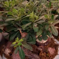 گل میخک وسانسوریا|گل و گیاه طبیعی|مشهد, گلشور|دیوار