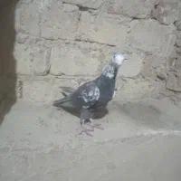 ماده بزک سیاه و سینه سلیمونی|پرنده|فسا, |دیوار