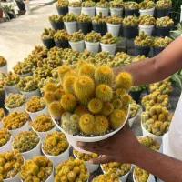 چندعدد کاکتوس بزرگ و سن دار