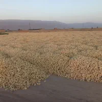 آجر سفال سه گل درجه یک|مصالح و تجهیزات ساختمان|مرودشت, کوشک|دیوار