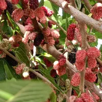 نهال اصلاح شده شاتوت دانه درشت. دره شهر|خدمات باغبانی و درختکاری|ایلام, |دیوار