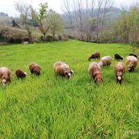 گوسفند داشتی بره و میش نر تخمی و کاوی
