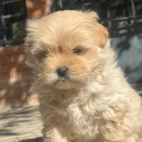 پودل کراس عروسکی|سگ|اصفهان, پینارت|دیوار