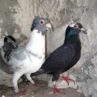 چنتا جفتی و تکی