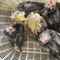 جوجه عروس سرلاکی