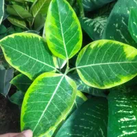 فروش گل و گیاه زینتی و آپارتمانی|گل و گیاه طبیعی|بیرجند, |دیوار