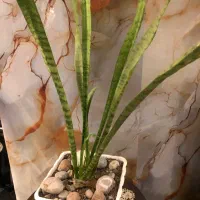 گل سانسوریا سانساریا با گلدان