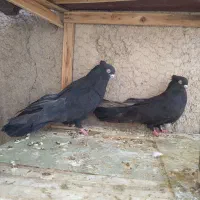 نروناده زاغ کشیده بلند