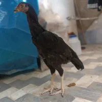 جوجه لاری ۶ماهه