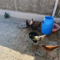۵ مرغ تخم گذار با ۲ خروس   قیمت ۲۴۰۰