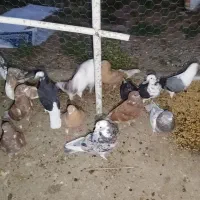 به خاطر جمع اوری از هر لحاظ درجع یک به شرط