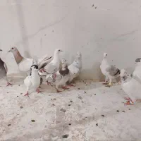 کفتر پرشی هم بو از نیشابور تربت