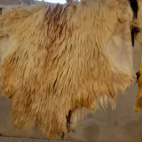 پوست خشک شده گوسفند|صنایع دستی و سایر لوازم تزئینی|اردبیل, |دیوار