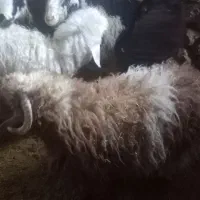 بره نروماده سبک