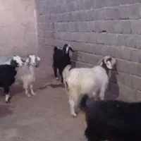 بز سالم