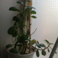 گل و گیاه طبیعی|گل و گیاه طبیعی|مشهد, نوید|دیوار