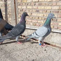 مجسمه کبوتر|مجسمه، تندیس، ماکت|زابل, |دیوار