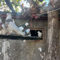 کبوتر طوق پاک|حیوانات|بیستون, |دیوار