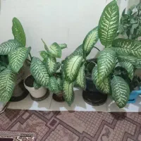 گل های طبیعی