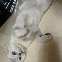 گربه اسکاتیش|گربه|تهران, تهرانپارس غربی|دیوار