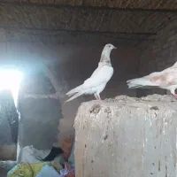 فروش یک بره