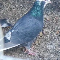 فروش کبوتر ریش|پرنده|خاش, |دیوار